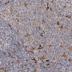 PAFR Antibody, Novus Biologicals 0.1mL; Unlabeled:Antibodies, Polyclonal